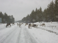 Rebao de renos cruzando la carretera