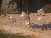 Aves en el Bioparc