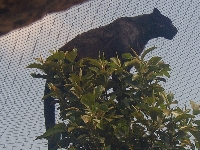 Un gran felino sobre un rbol