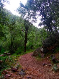 Sendero entre alcornoques